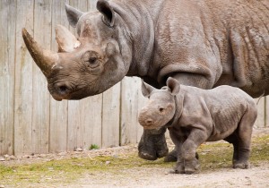 Black Rhinos at Paignton Zoo