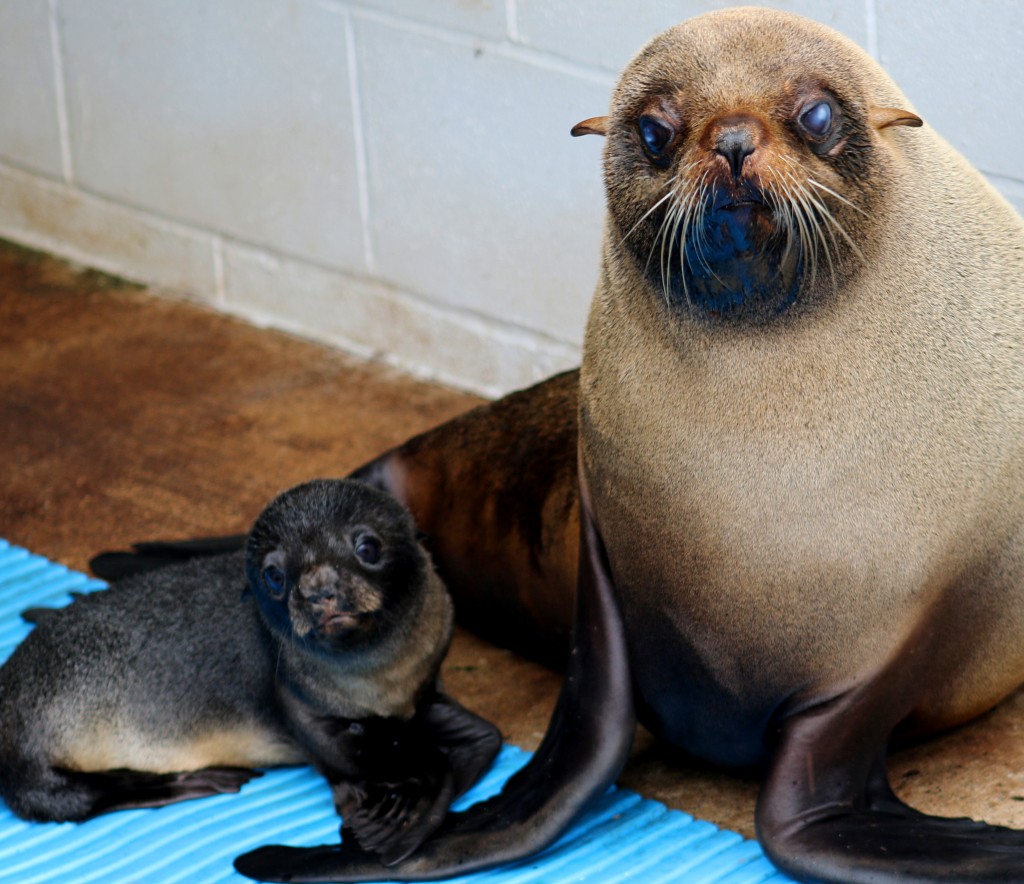 seal pup